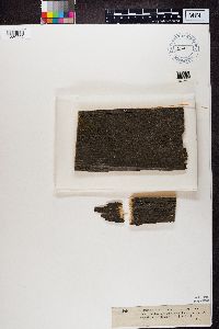 Candelariella aurella image