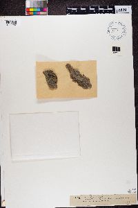 Buellia schaereri image