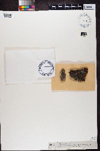 Buellia schaereri image