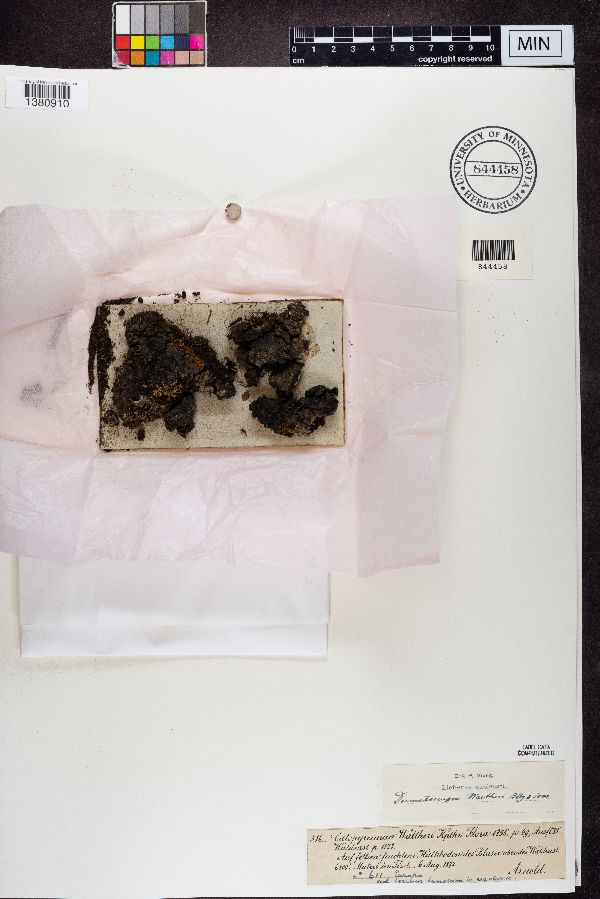 Catapyrenium waltheri image