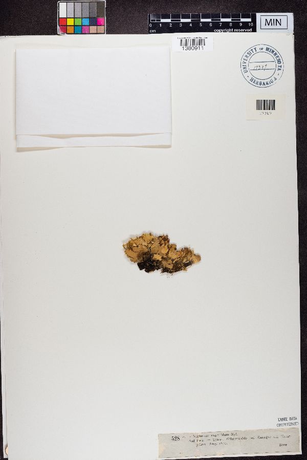 Nephroma expallidum image