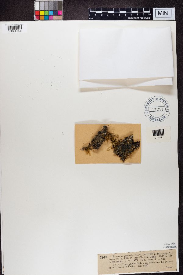 Pannaria craspedia image