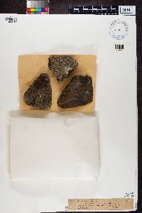 Lecanora polytropa image