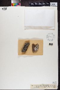 Lecidea platycarpa image