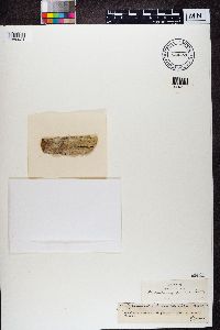 Julella sericea image