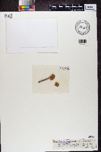 Media resource of Ramalina dilacerata