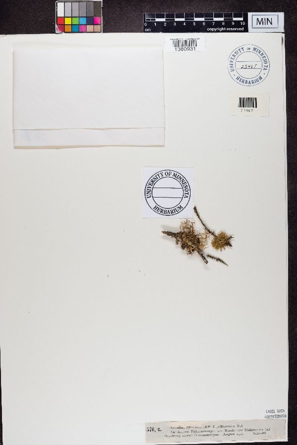 Ramalina dilacerata image