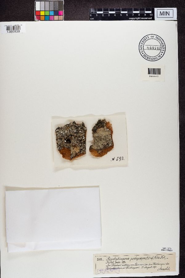 Megalosporaceae image