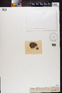 Lecanora cadubriae image