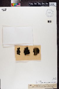 Collema flaccidum image