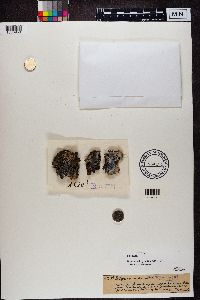Peltigera rufescens image