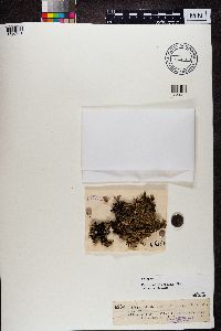 Peltigera rufescens image