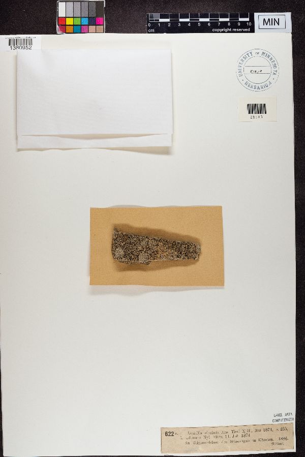 Aspicilia glacialis image