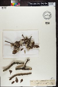 Naetrocymbe punctiformis image