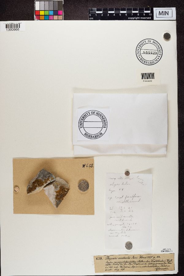 Physcia australis image