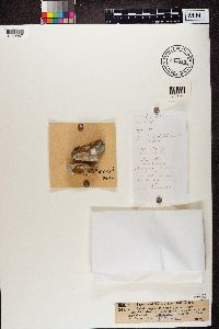 Physcia australis image