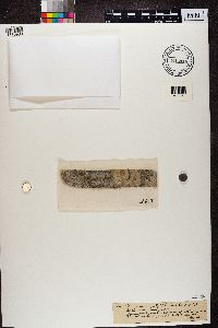 Lecania dubitans image