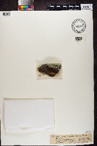 Image of Psora aenea