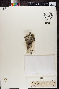 Lecidea speirea image