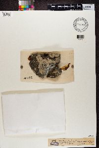 Lecidea speirea image