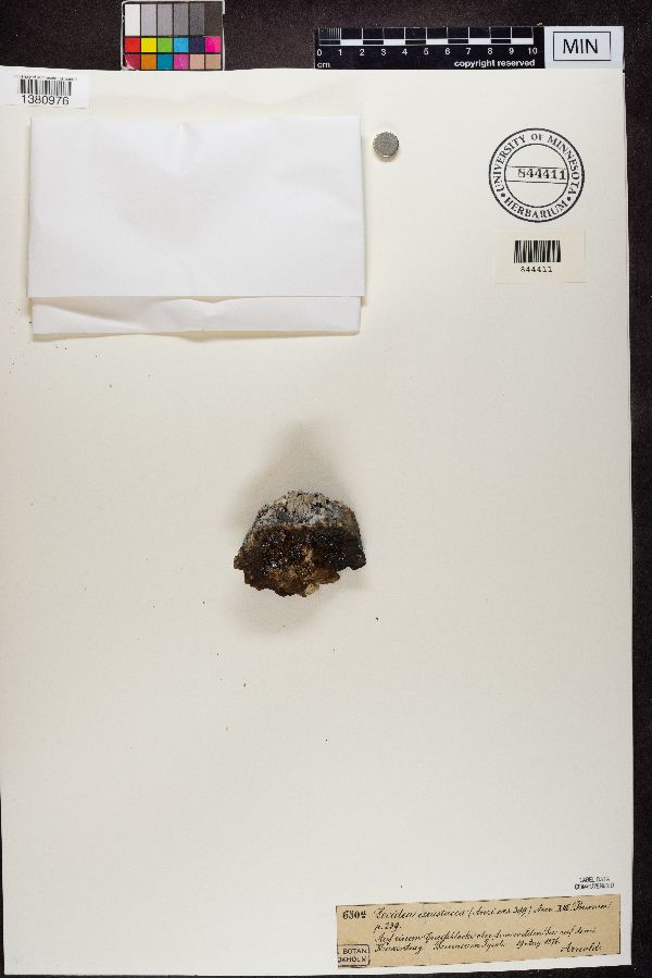 Lecidea ecrustacea image