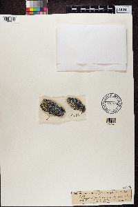 Lecidea ecrustacea image