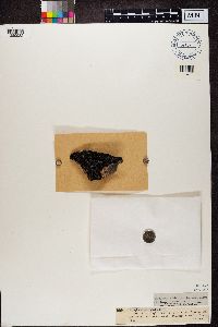 Image of Gyrophora microphylla