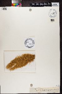 Ramalina chondrina image