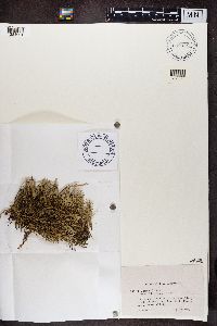 Cladonia uncialis image