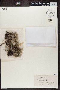 Cladonia squamosa image