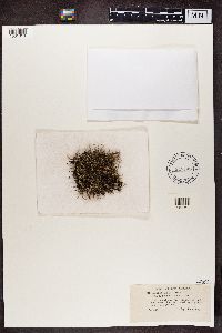 Cladonia furcata image