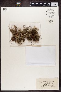 Cladonia furcata image