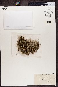 Cladonia furcata image