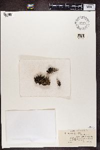 Cladonia verticillata image