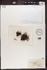 Cladonia verticillata image