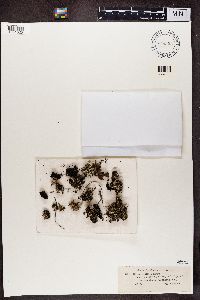 Cladonia verticillata image