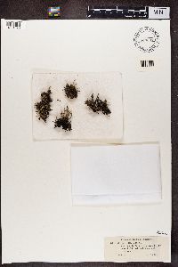 Cladonia verticillata image