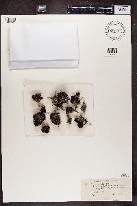 Cladonia verticillata image