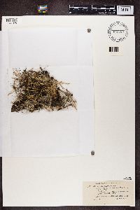 Cladonia subulata image