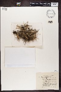 Cladonia subulata image