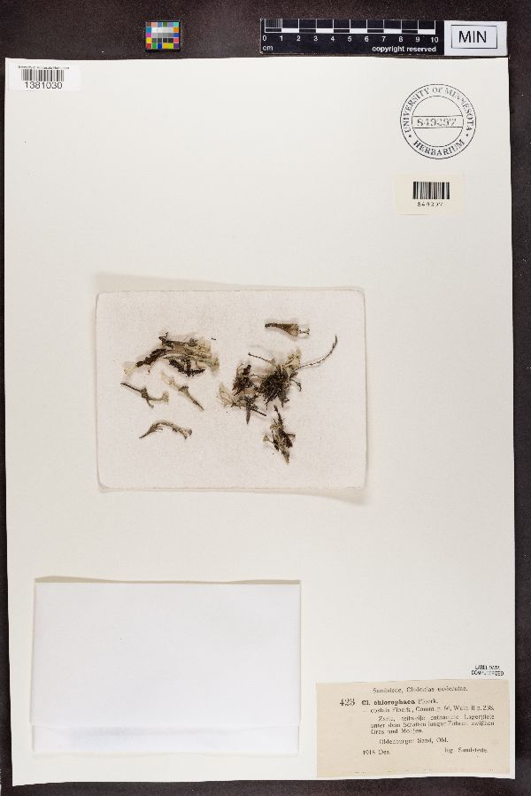 Cladonia chlorophaea f. costata image