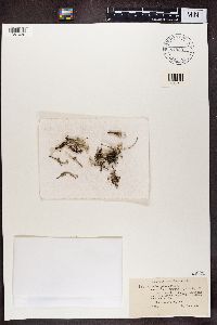 Cladonia chlorophaea image