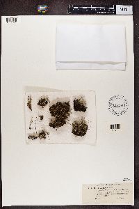 Cladonia chlorophaea image