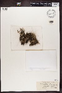 Cladonia chlorophaea image