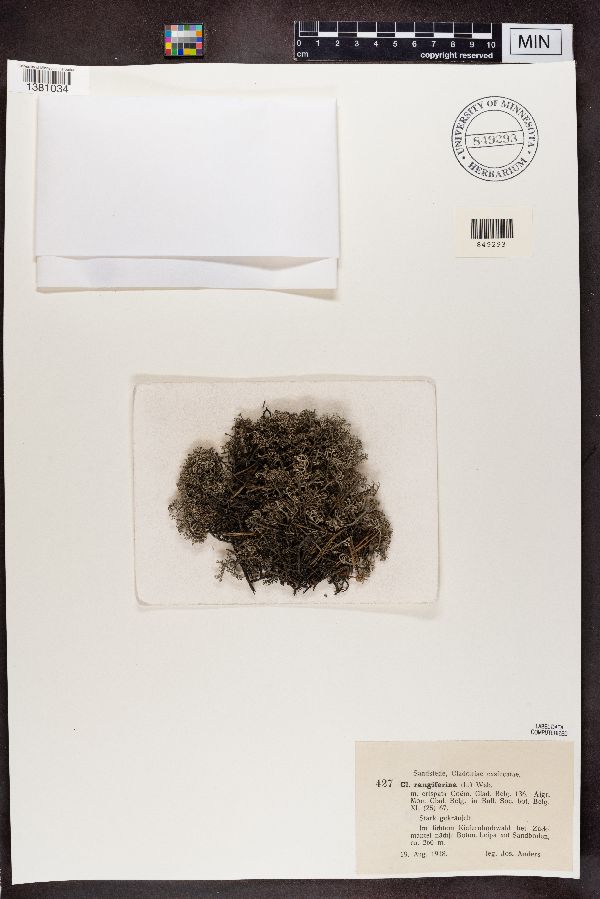 Cladonia rangiferina f. crispata image