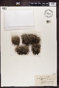 Cladonia rangiferina image