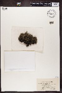 Cladonia rangiferina image