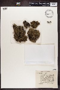 Cladonia uncialis image