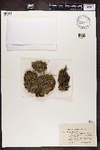 Cladonia uncialis image