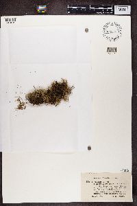 Cladonia uncialis image